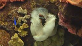 Sea anemones in the Dingle Oceanworld Aquarium, 12.9 miles from Dunquin Youth Hostel